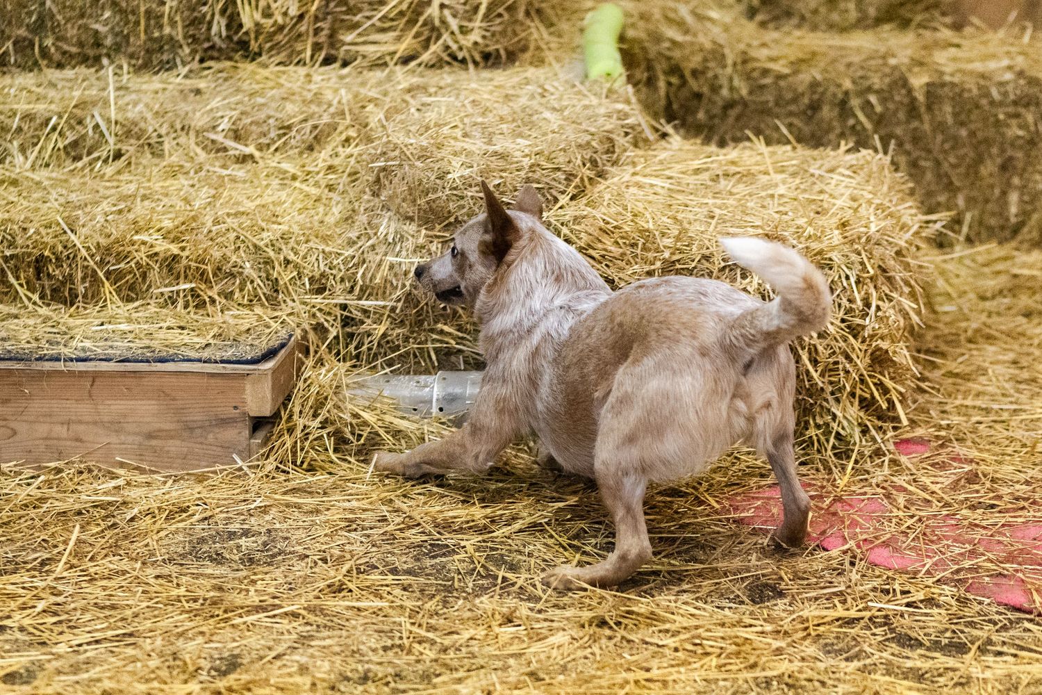 An Australian Cattle Dog locates a rat tube hidden in straw during a Barn Hunt trial.