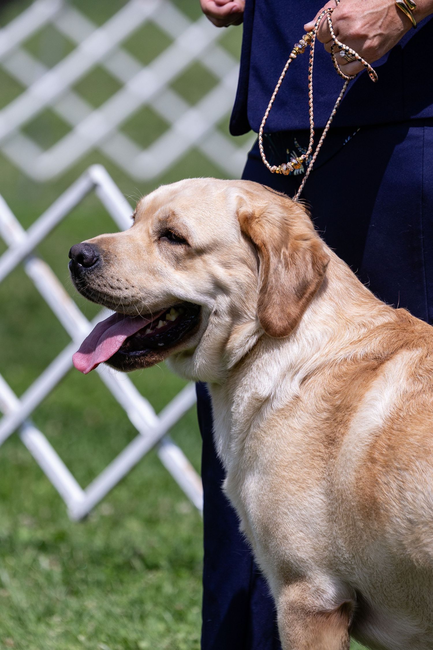 Yellow Labrador Retriever standing on green grass at a dog show, held on a beaded leash by a handler in navy blue.