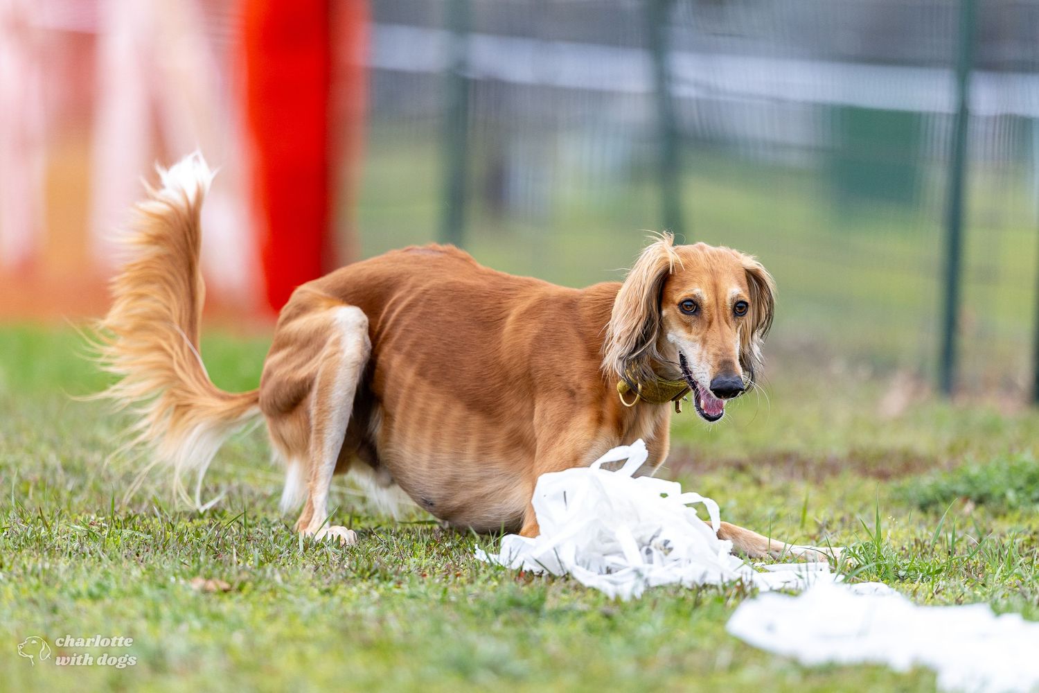 A lean golden Saluki dog running on grass, mouth open, tail raised, chasing a white lure at a dog racing event.