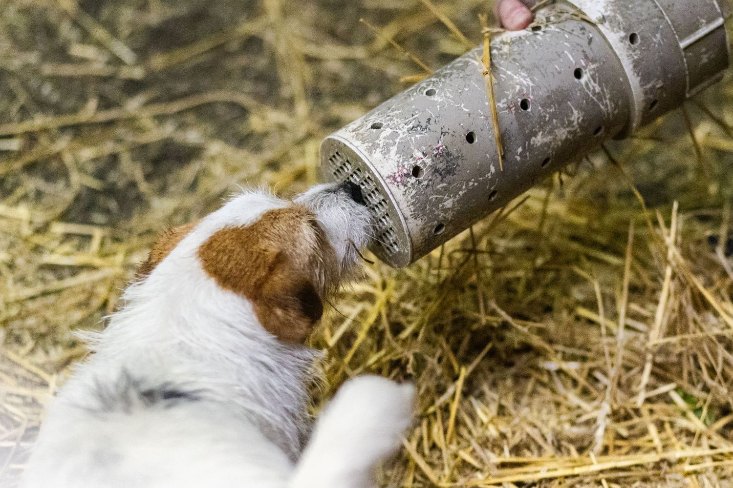 A Jack Russell Terrier dog sniffs the end of a rat tube during a Barn Hunt trial.