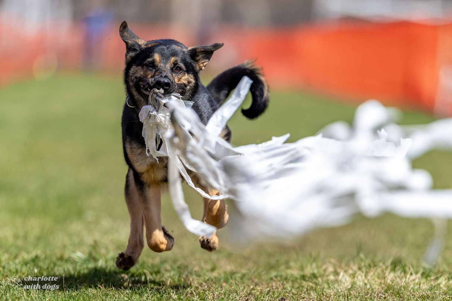 A dog runs energetically outdoors, holding a torn up plastic bag lure at a Fast CAT event.