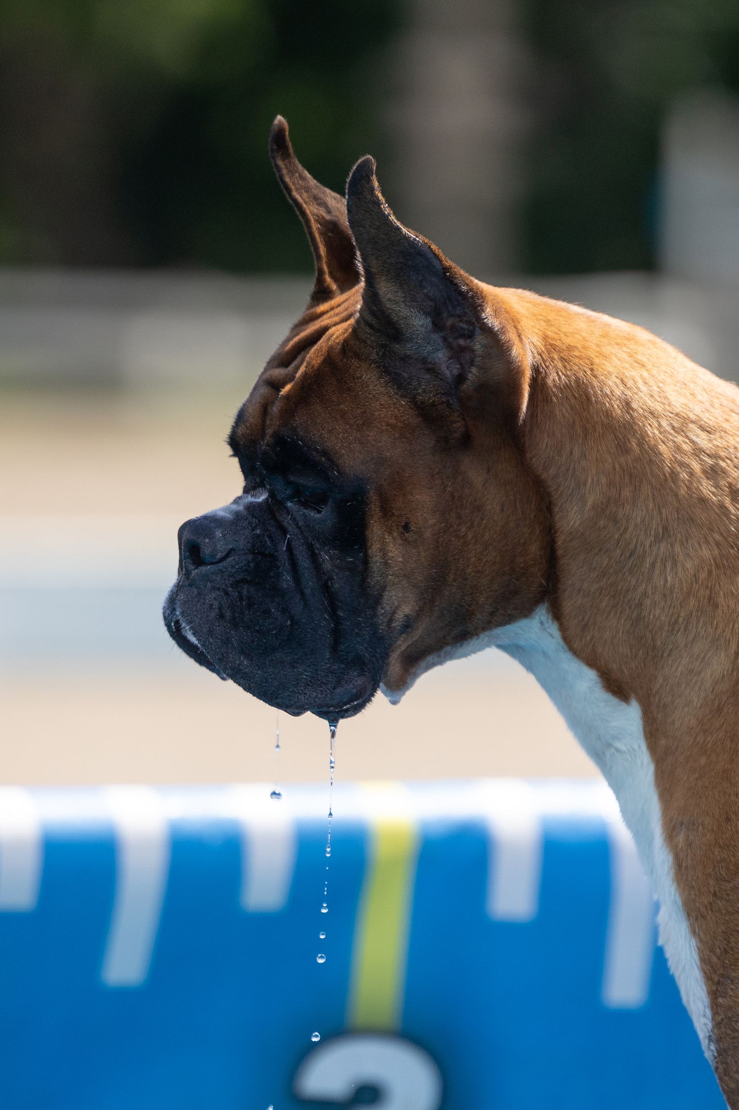 A Boxer dog with water dripping from its jowls stands beside a blue pool edge, profile view.