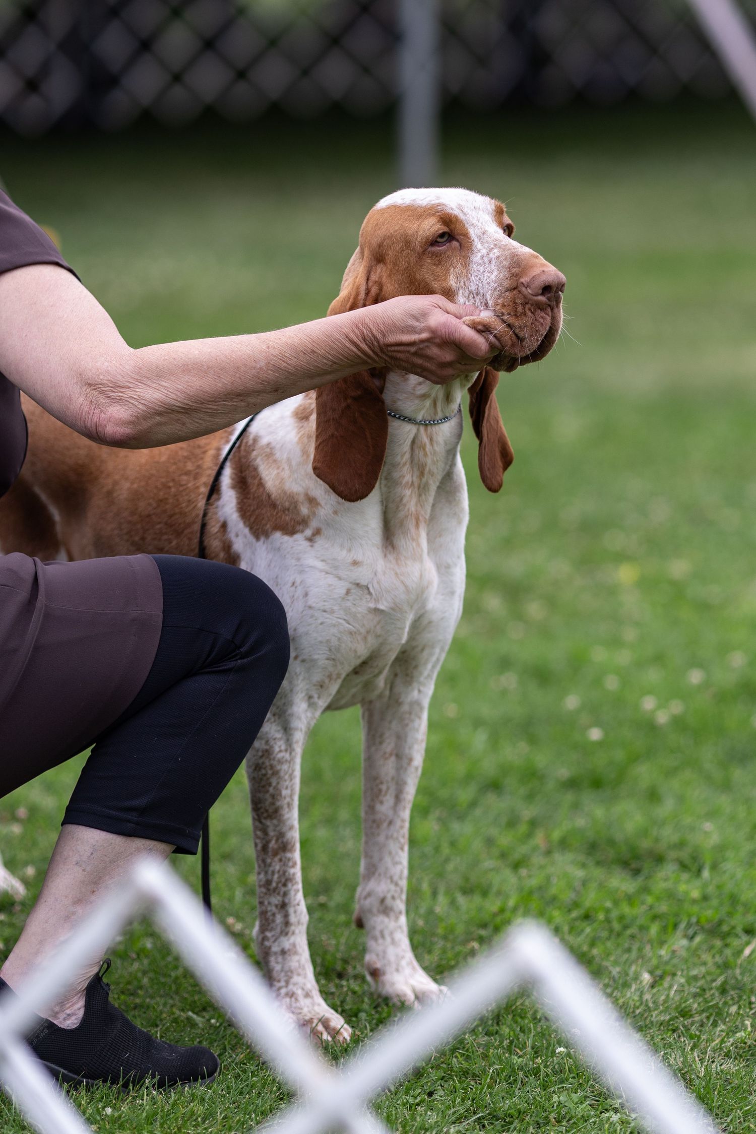 Handler poses a brown and white Bracco Italiano hound dog on green grass at an outdoor dog show.