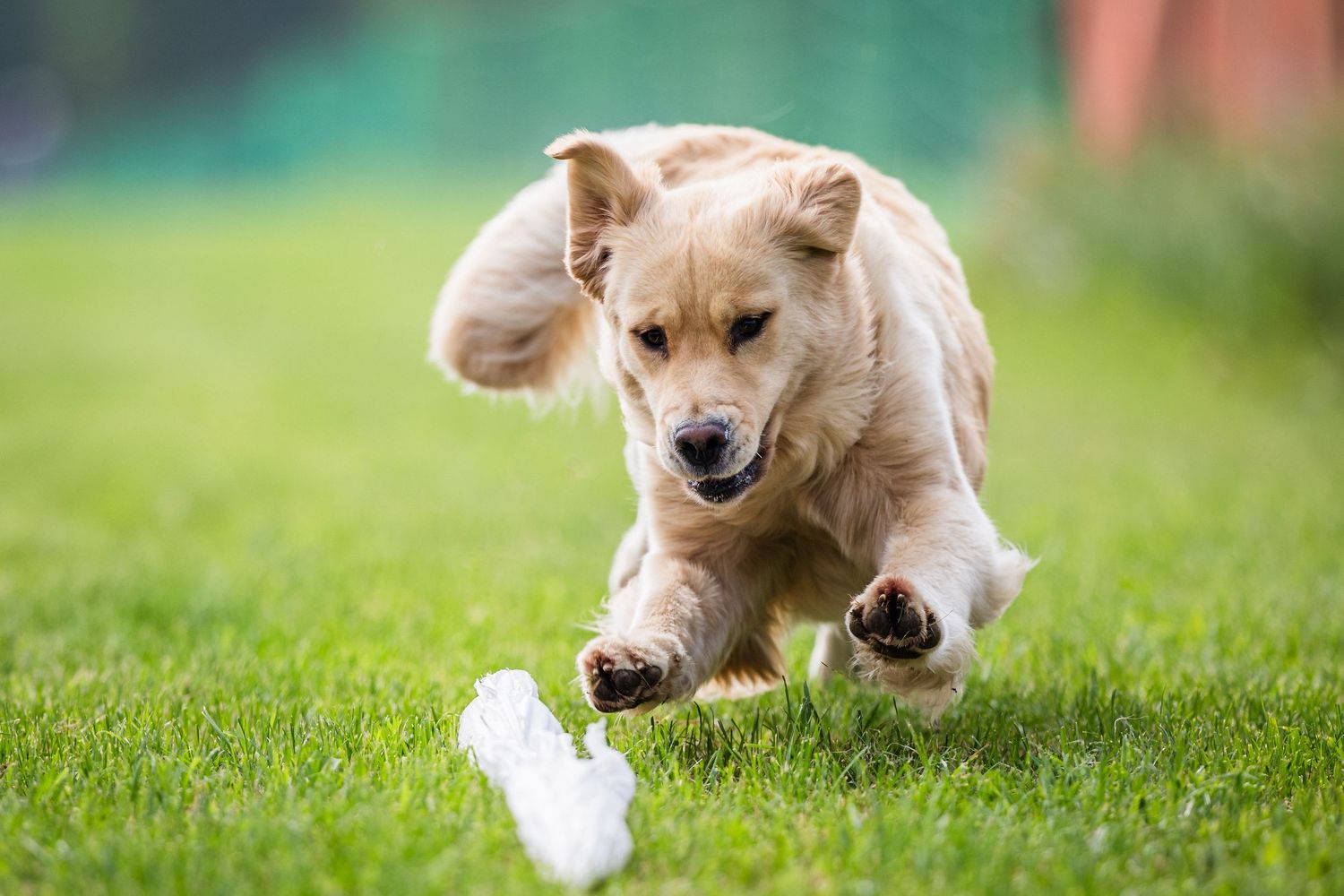 Golden Retriever dog pouncing on white garbage bag lure at a Fast CAT event on green grass.