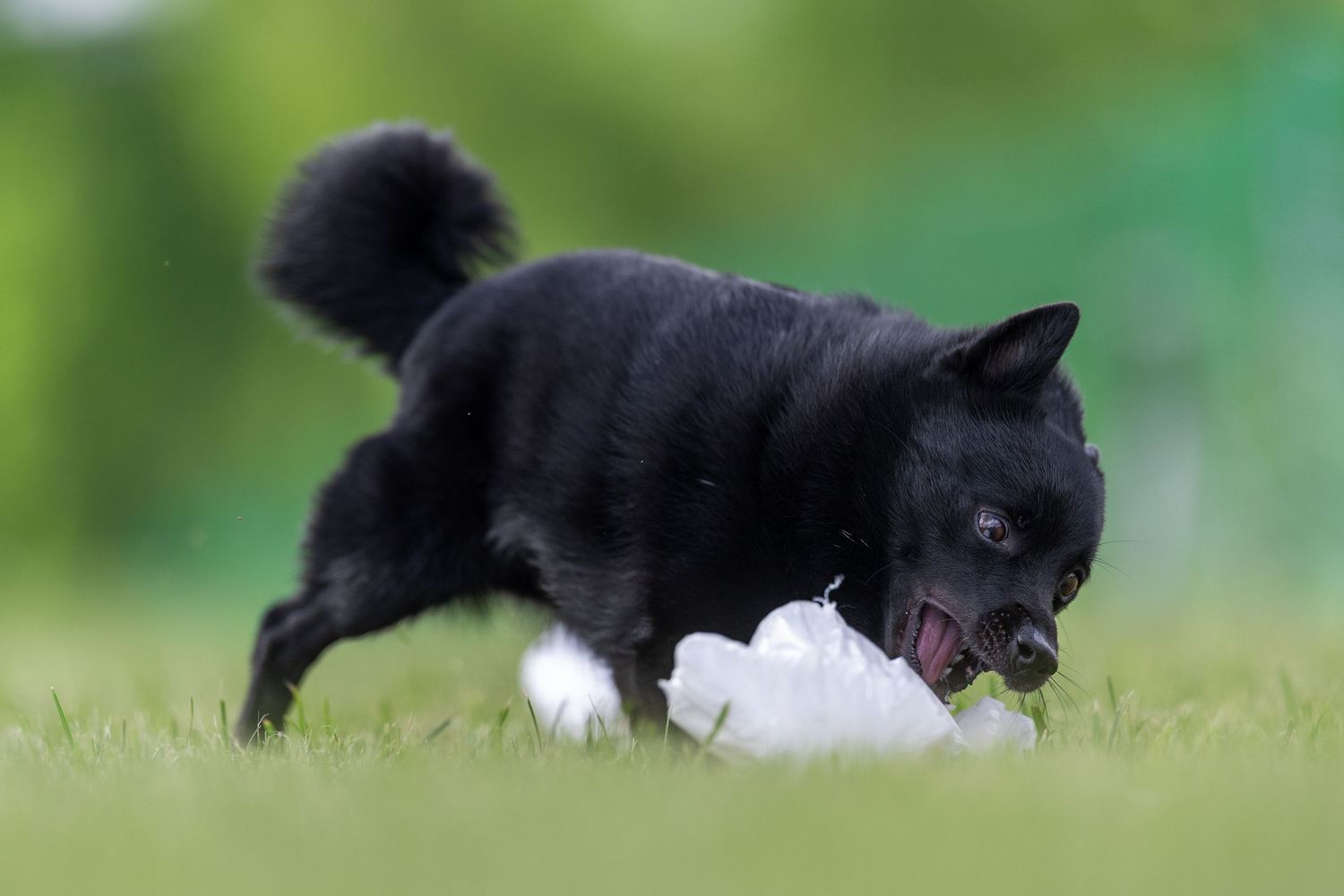 Black Schipperke dog pouncing on white garbage bag lure at a Fast CAT event on green grass.