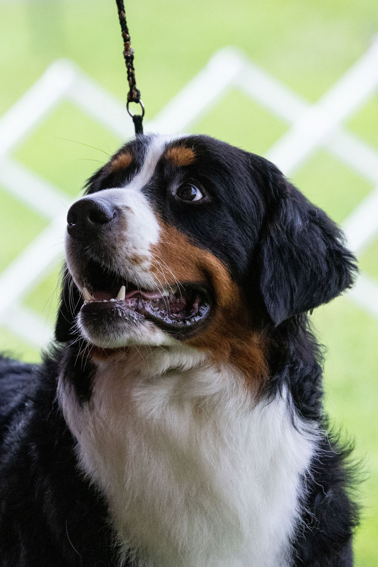 A Bernese Mountain Dog on a leash looks upward with mouth open against a green background.