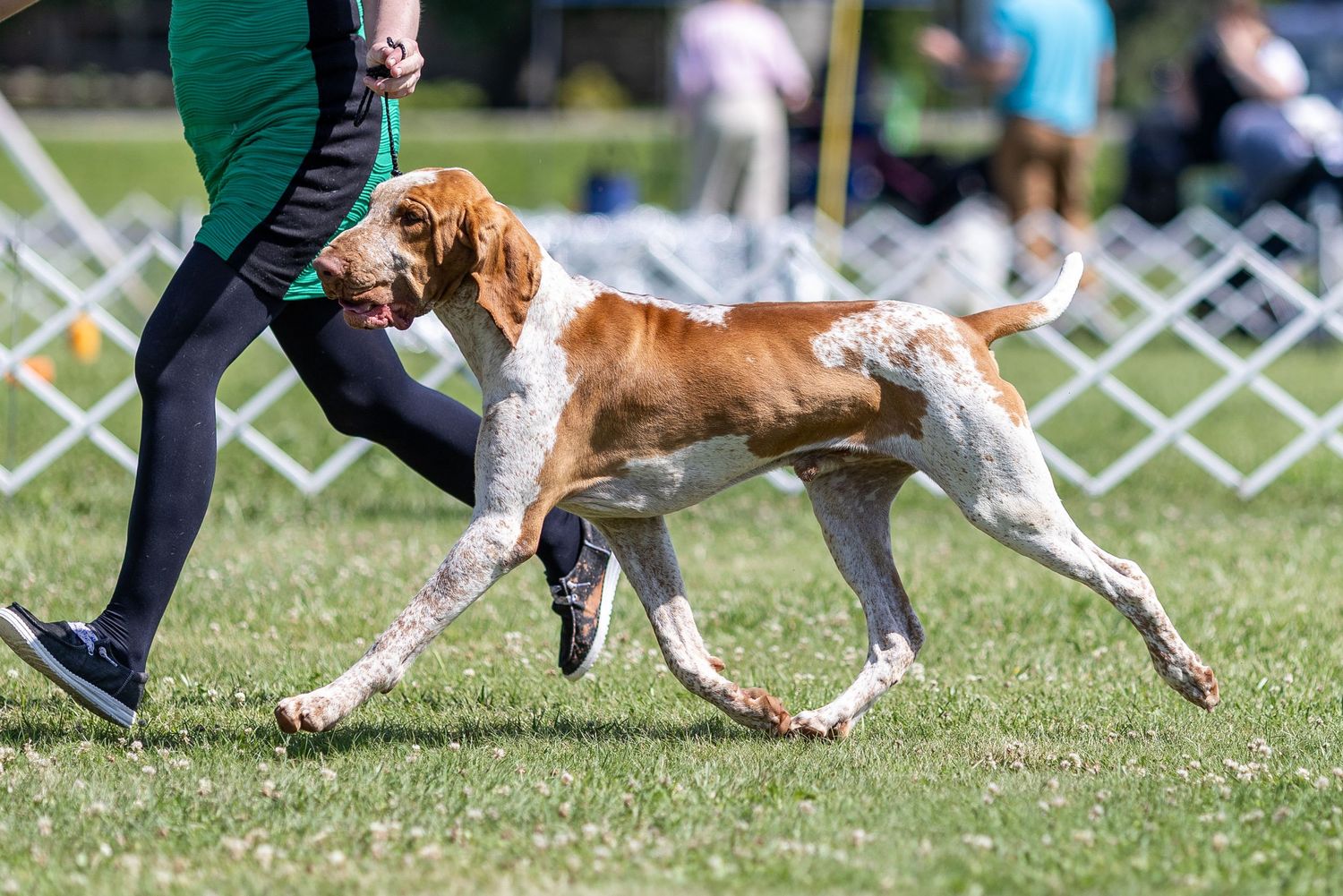 A Bracco Italiano dog trotting alongside its handler on a green grass show ring.