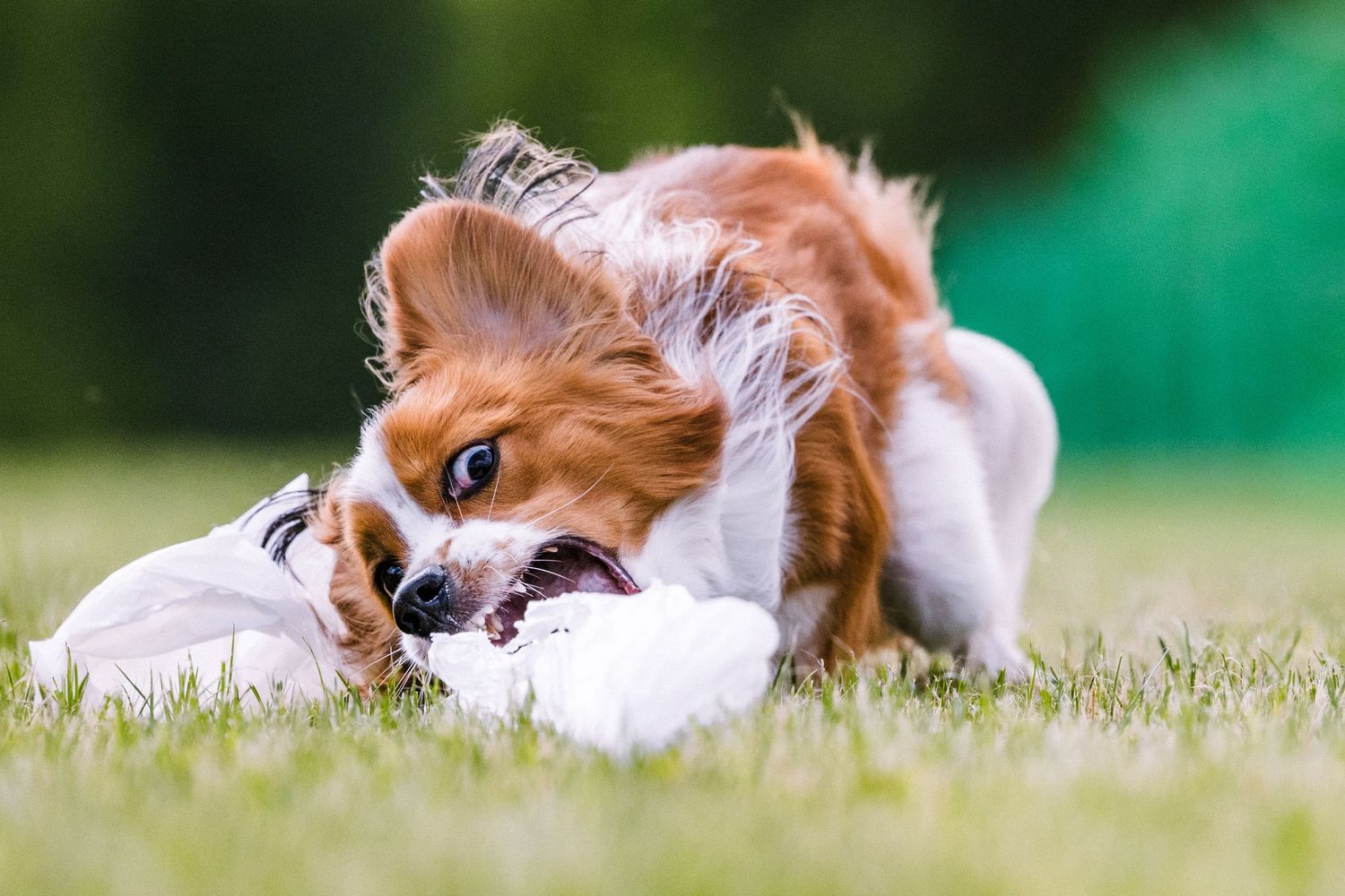 A Kooikerhondje dog pouncing on white garbage bag lure at a Fast CAT event on green grass.