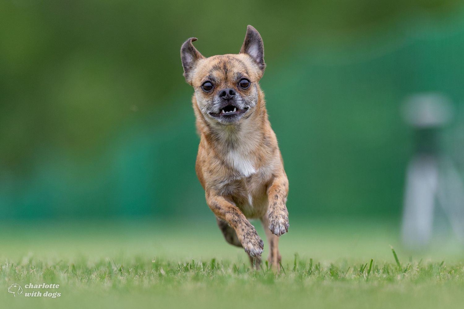 A brindle dog runs energetically across green grass, mouth open, ears perked, captured mid-stride in sharp focus.