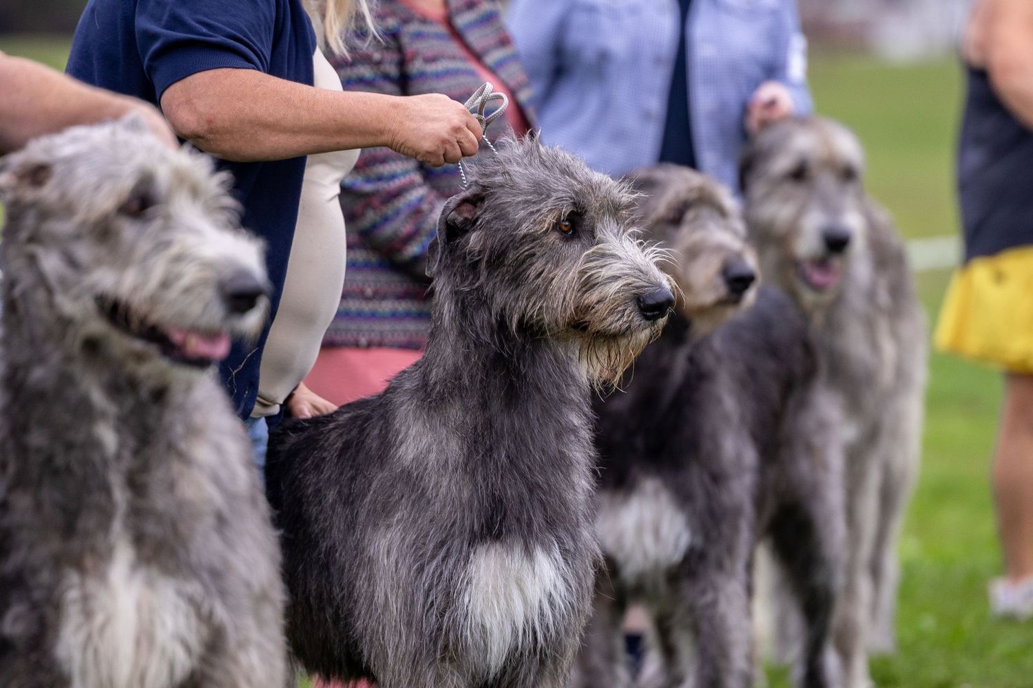Several large gray Irish Wolfhounds on leashes stand together outdoors at a dog show event.