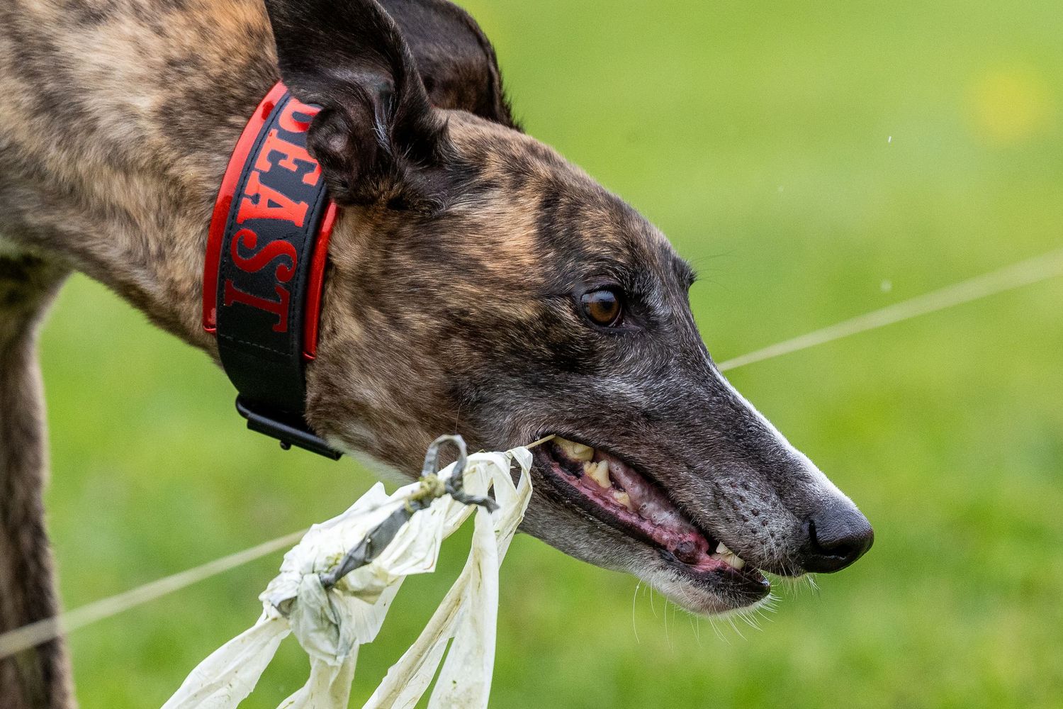 A brindle greyhound with a red collar grips a white plastic lure in its mouth during a lure coursing event.