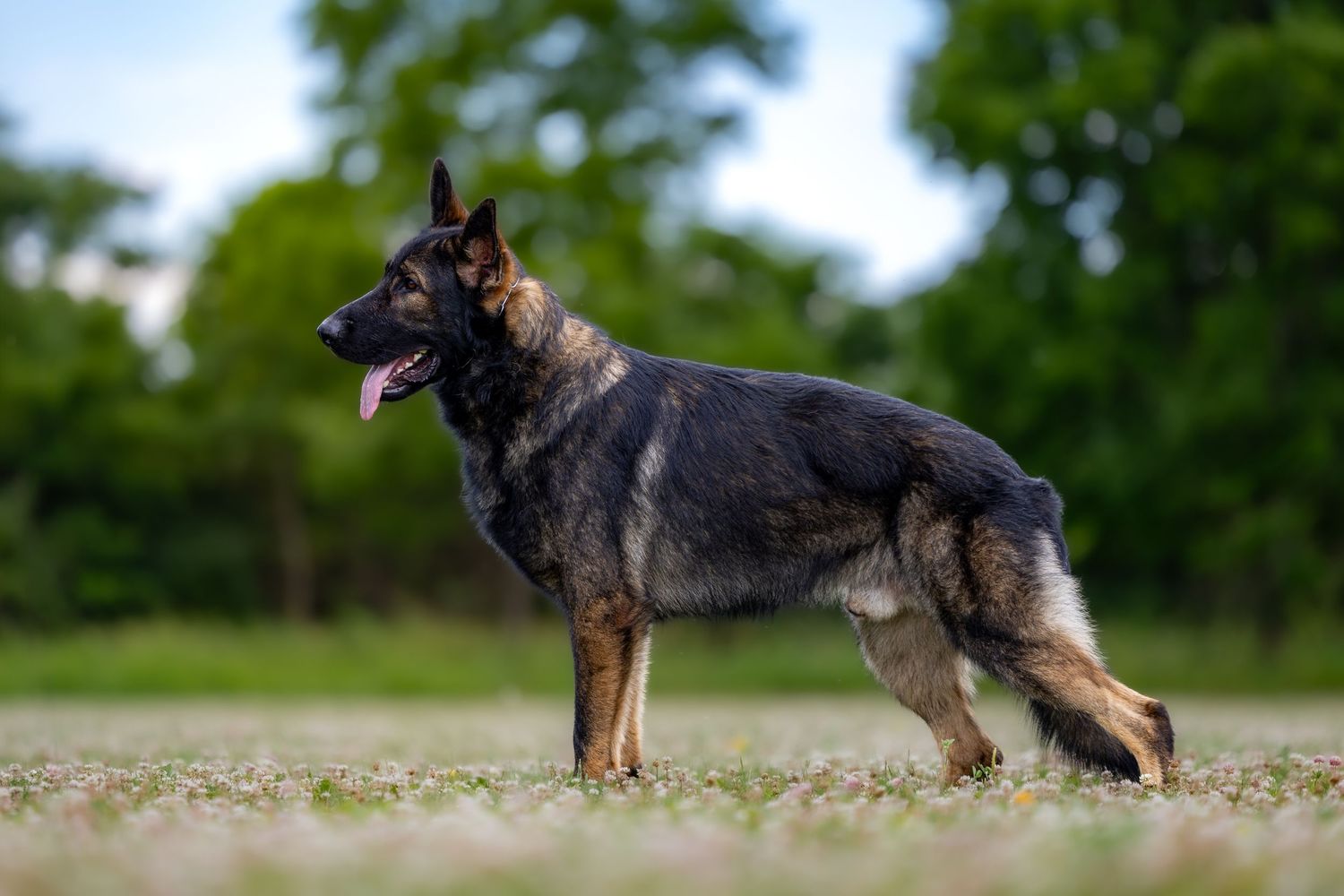 A majestic German Shepherd dog standing alert in a green field with trees in the background.
