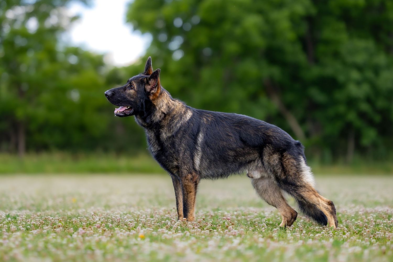 A majestic German Shepherd dog stands alert in a grassy field with green trees in the background.