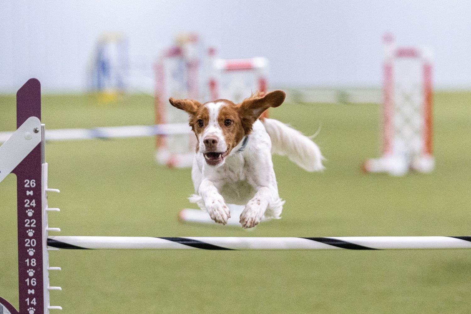 A Brittany Spaniel leaps over an agility jump bar during an indoor dog agility competition.