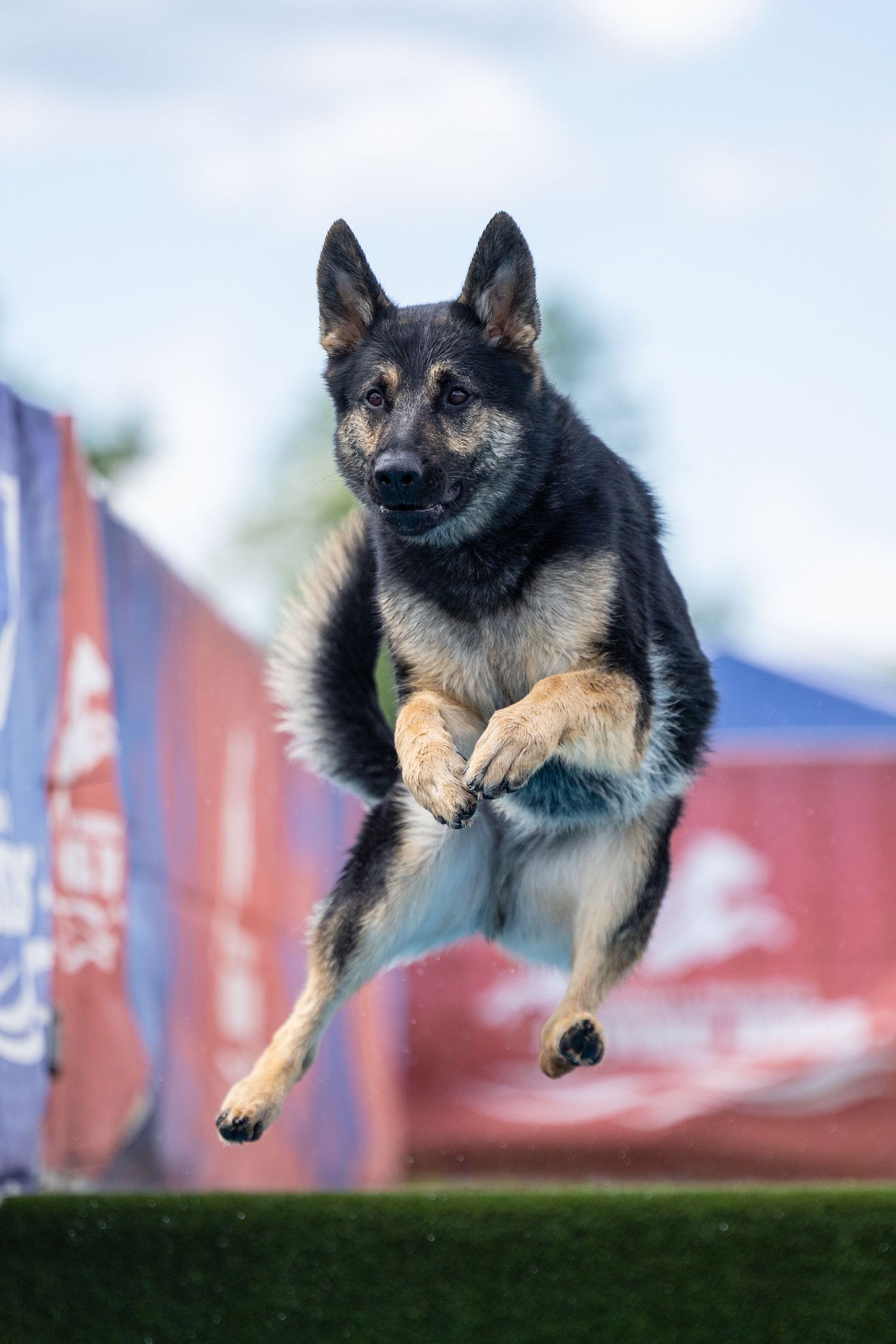 A German Shepherd dog leaping mid-air during a dock diving competition with colorful banners in the background.