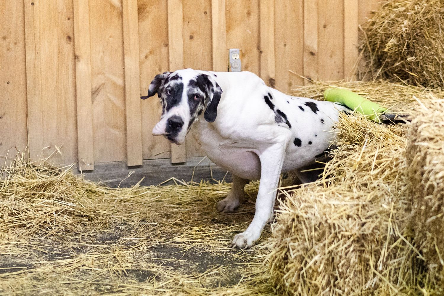 Spotted Great Dane dog sitting on hay bales inside wooden barn enclosure.