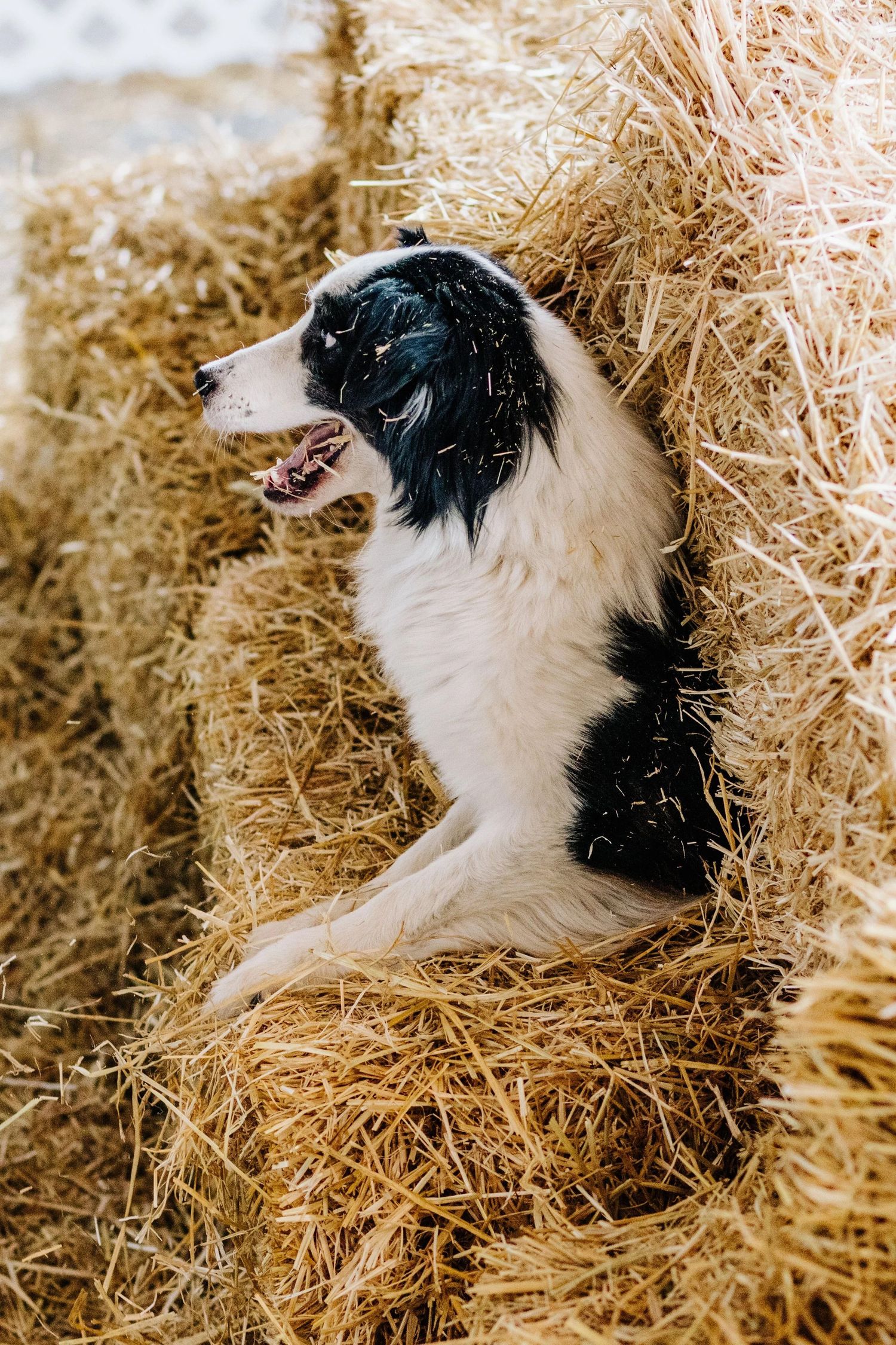 Black and white Border Collie dog sitting between golden hay bales during a Barn Hunt trial, mouth open and panting.