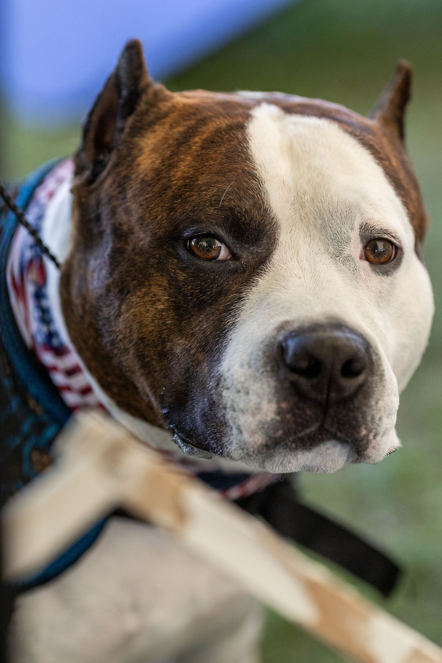 Close-up portrait of a brown and white American Pit Bull Terrier wearing a patriotic bandana outdoors.