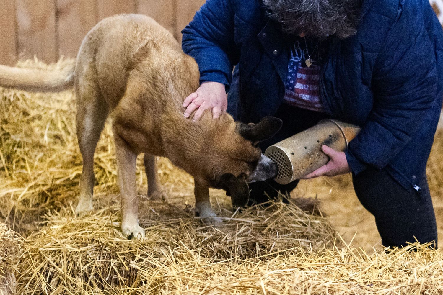 A person guides a tan dog to sniff a cylindrical scent container near hay bales in a barn.