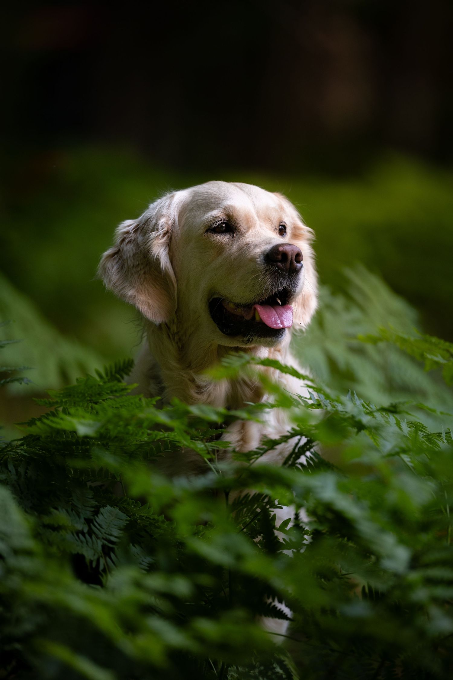 Golden retriever dog peeking through lush green ferns in a dark forest, mouth open and tongue out.