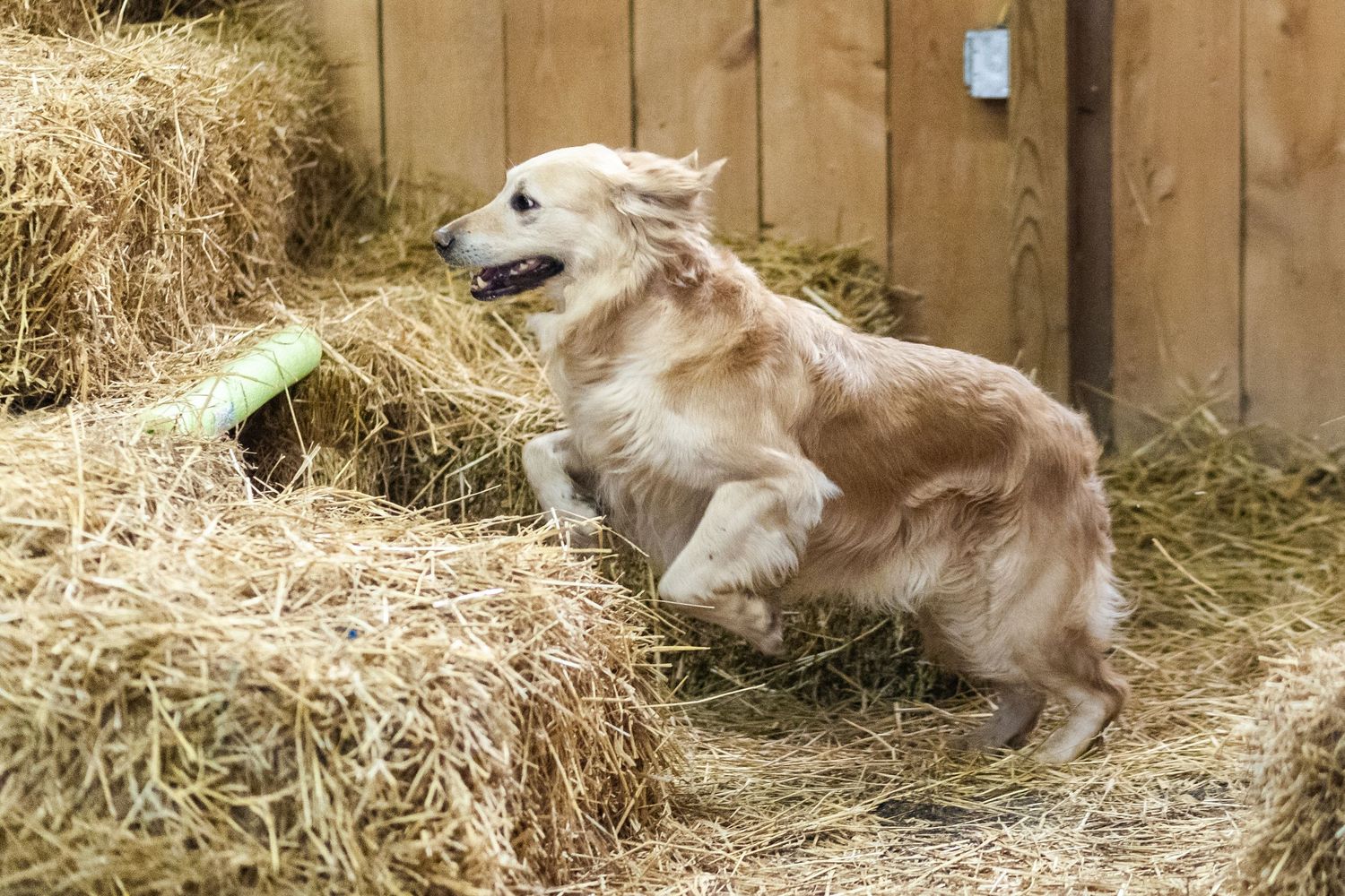 Golden retriever dog jumping over hay bales in a barn during a Barn Hunt trial.
