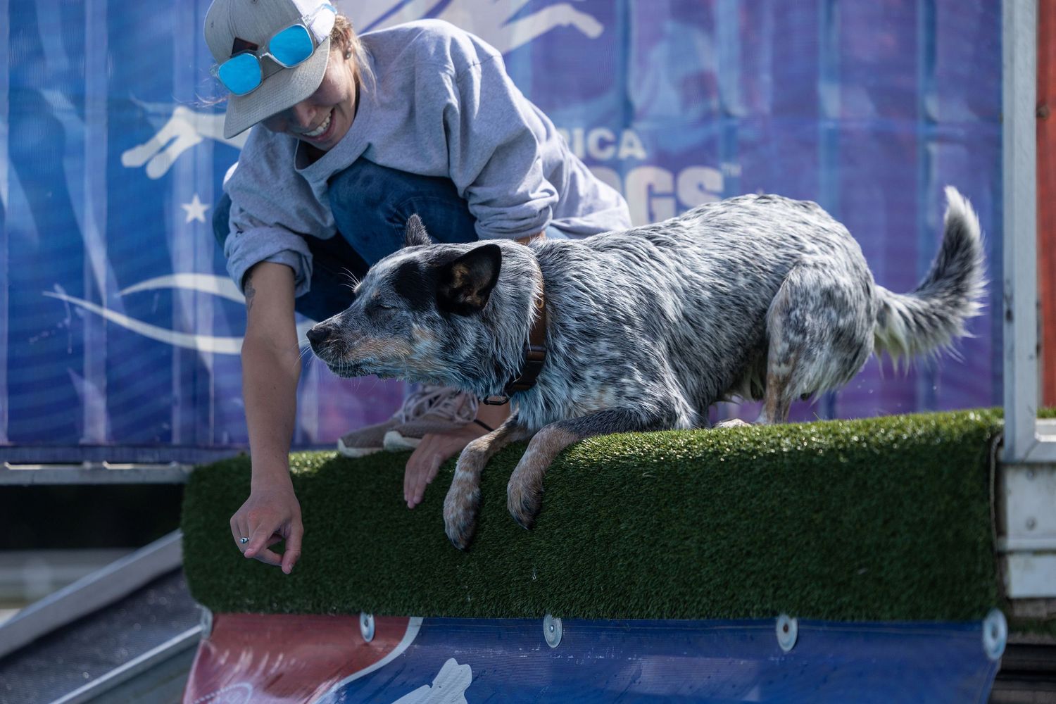 A handler standing on a dock diving dock with an Australian Cattle Dog points toward the pool to convince the dog to jump.