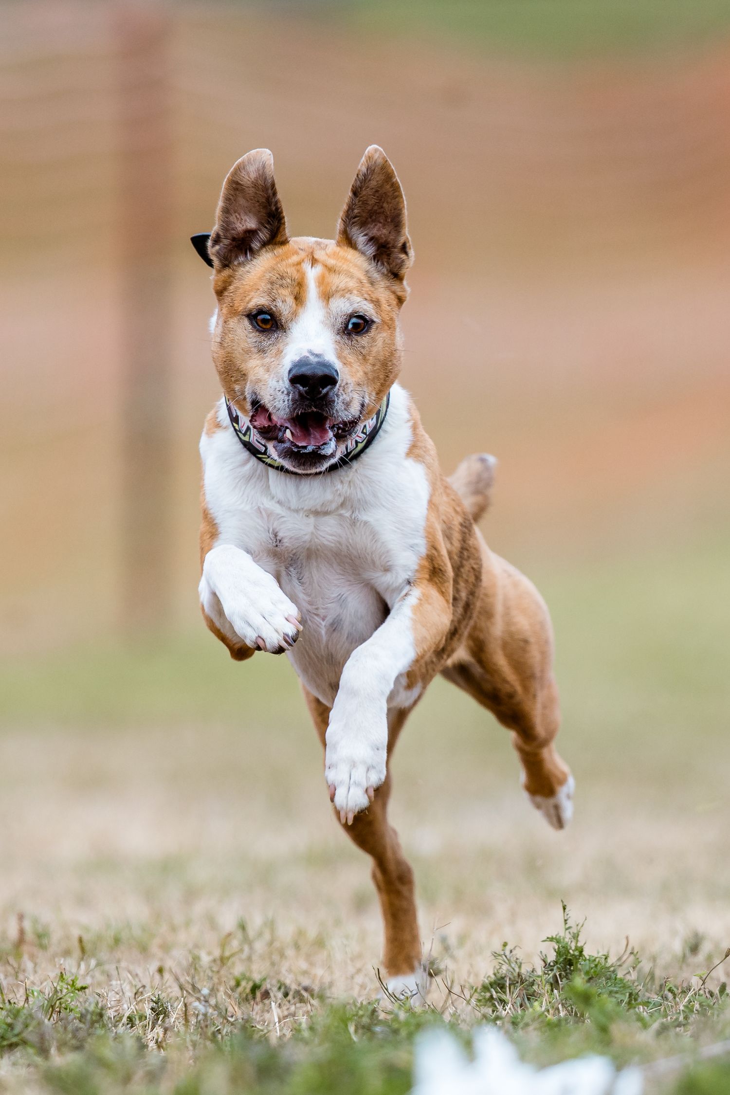 Energetic brown and white dog leaping mid-air across a grassy field with ears flying and mouth open during a Fast CAT event.