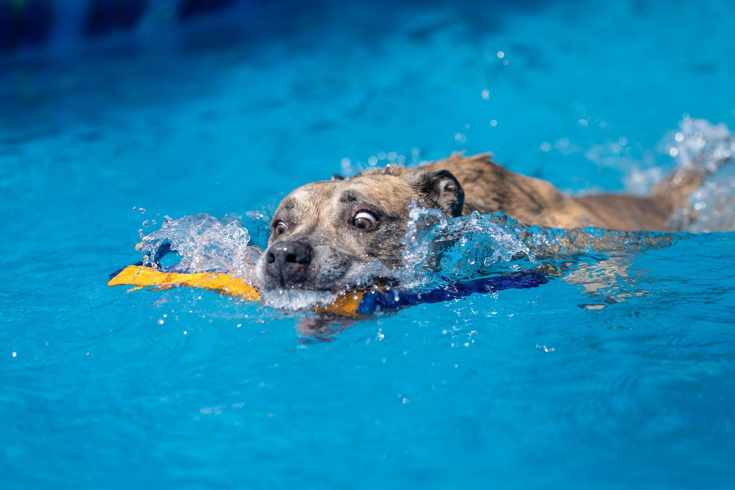 A brown dog swimming in a blue pool while carrying a yellow toy in its mouth.