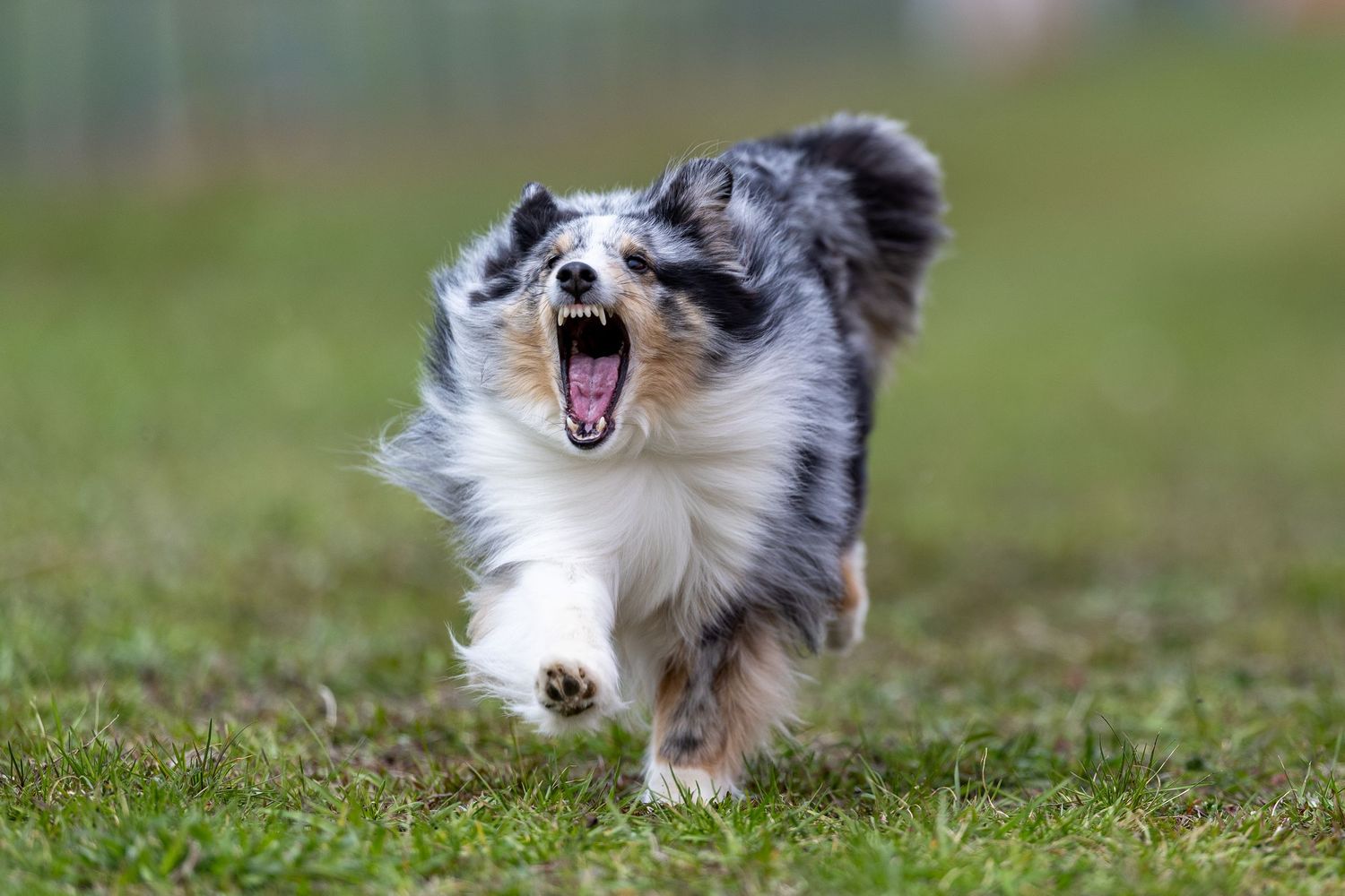 An energetic merle Shetland Sheepdog runs Fast CAT with mouth wide open across green grass.