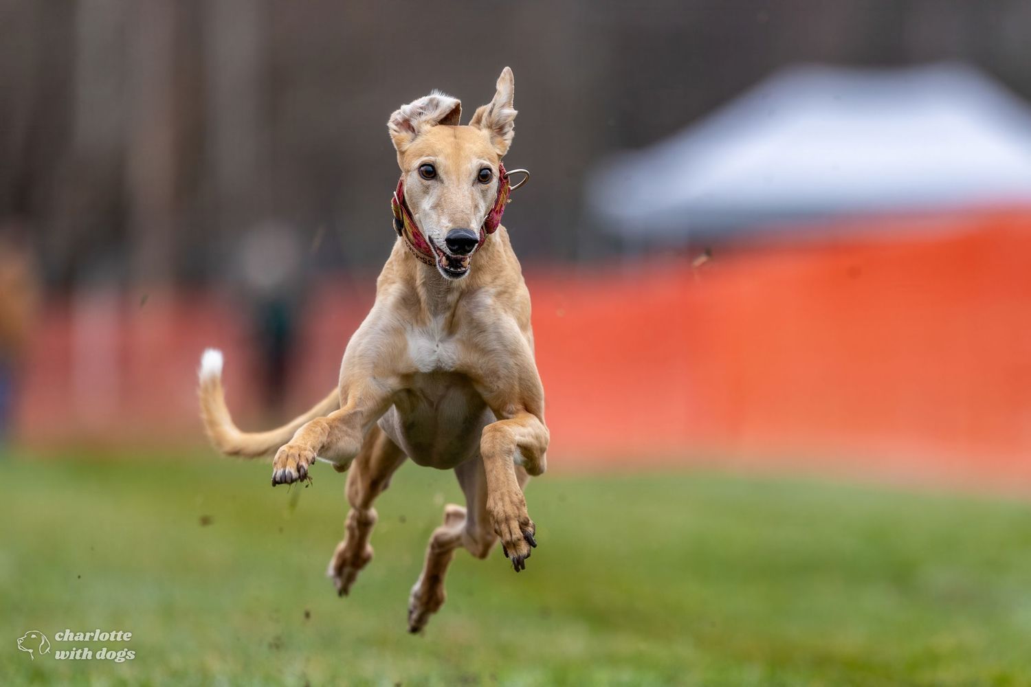 A tan greyhound dog leaps mid-air during a Fast CAT event.