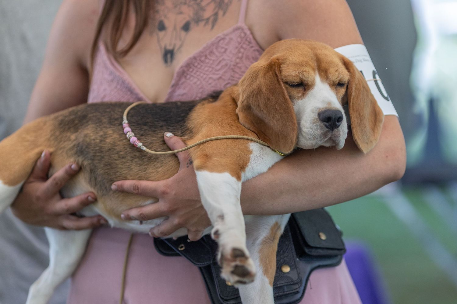A tattooed woman in a pink dress cradles a sleepy tricolor Beagle in her arms outdoors.
