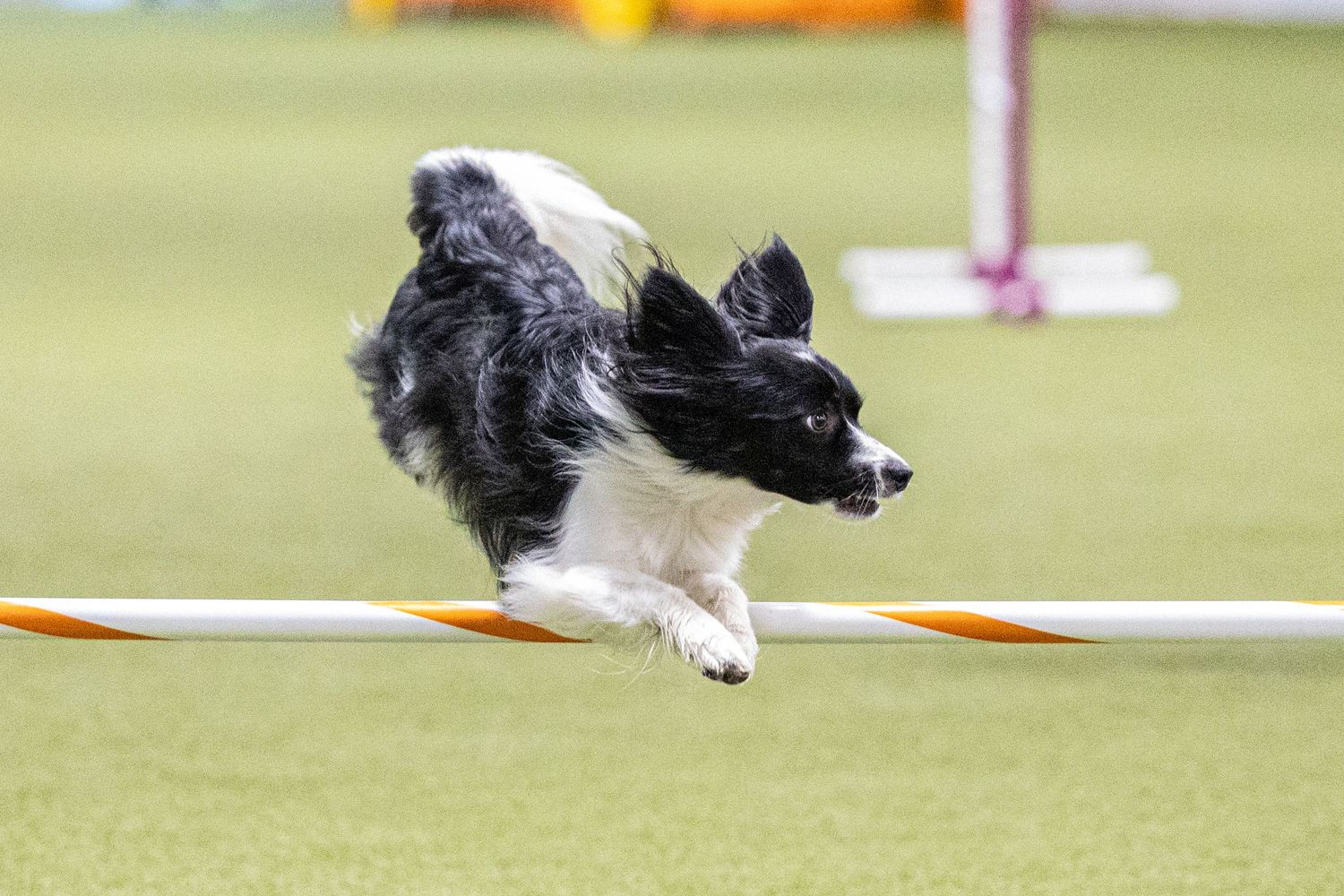 Black and white Border Collie and Papillon mixed breed dog leaping over agility jump bar on green grass course.