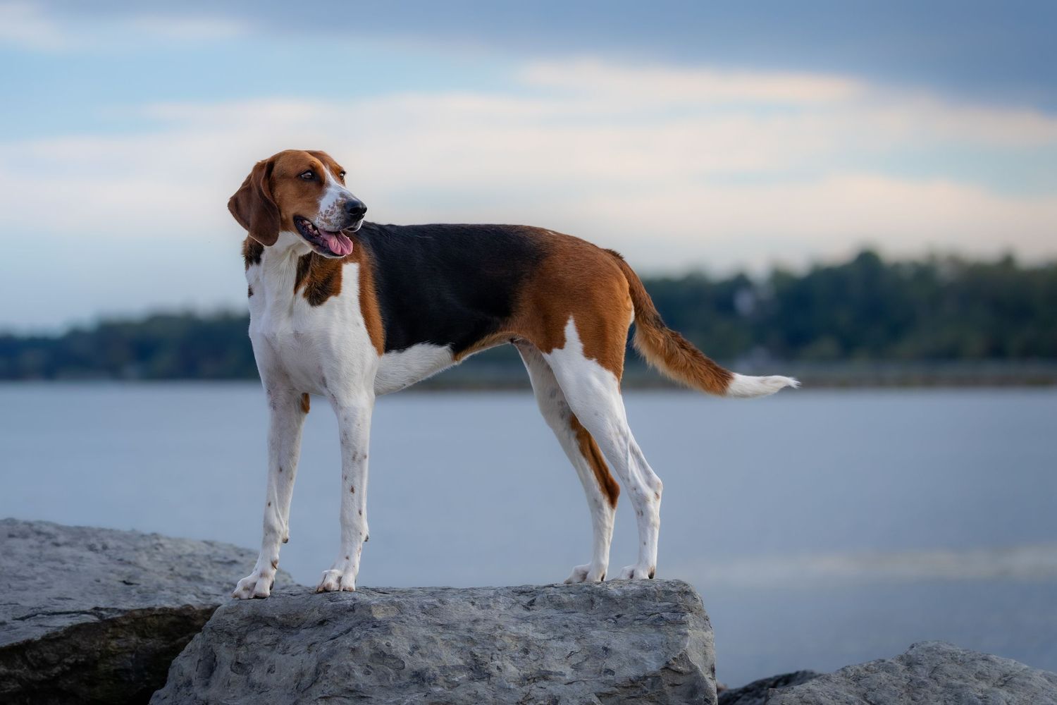 Tricolor hound dog standing proudly on rocks near a lake with a cloudy sky backdrop.