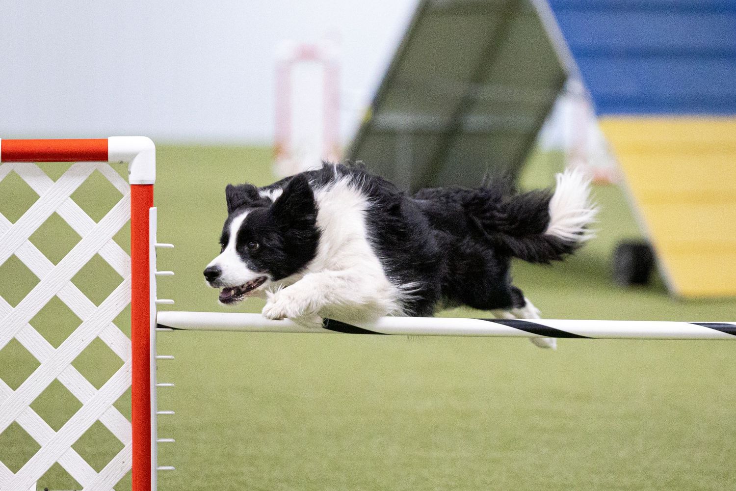 Black and white Border Collie leaping over a jump bar during an indoor dog agility trial.