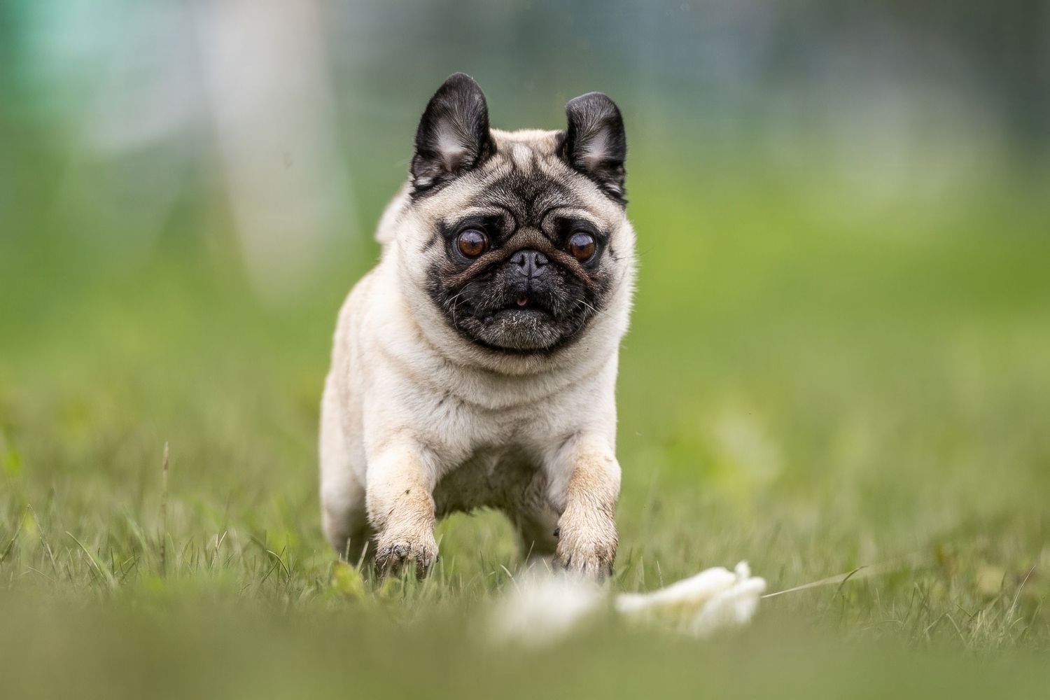A playful fawn Pug dog running through green grass outdoors during a Fast CAT event.
