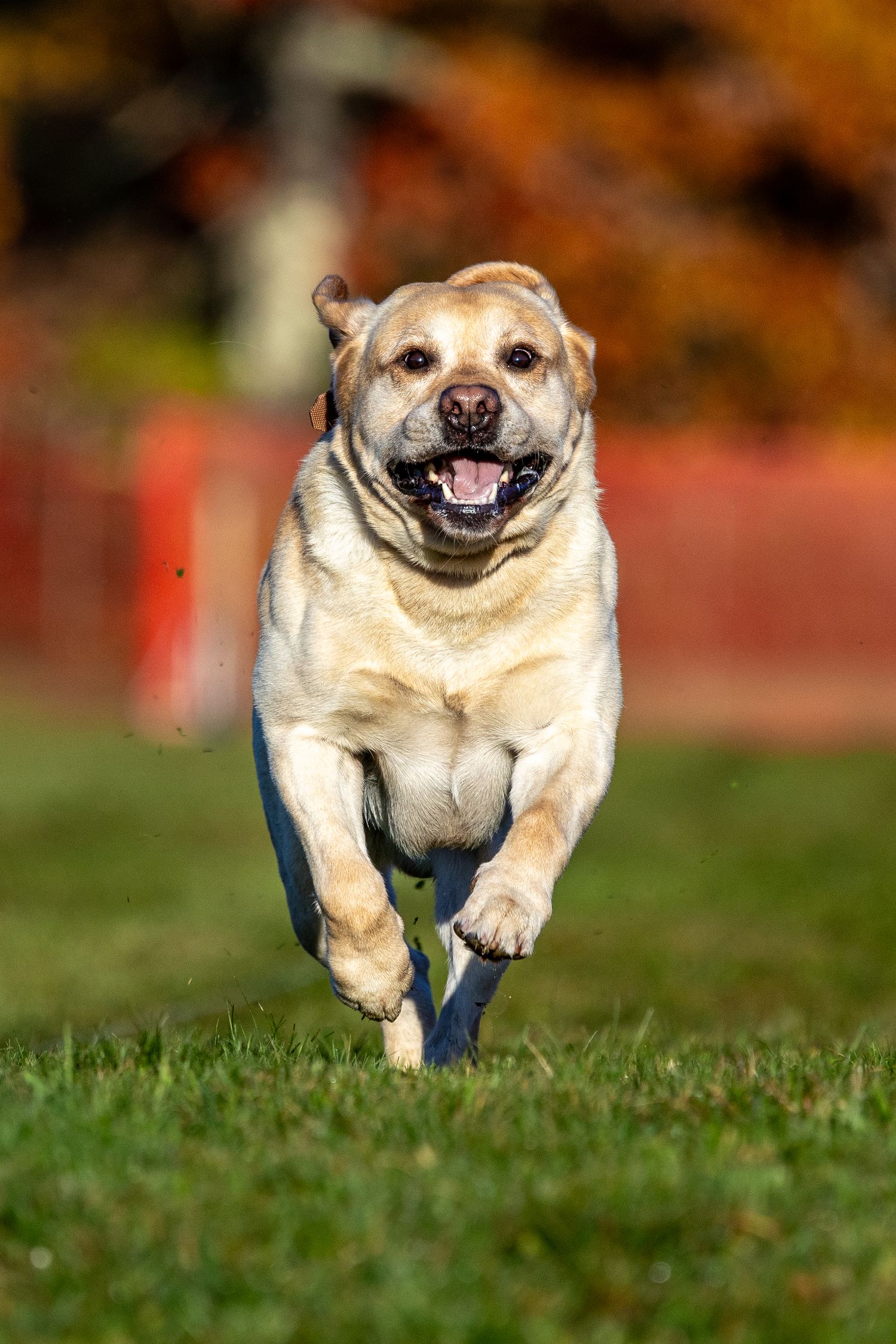A golden Labrador Retriever runs joyfully across green grass with autumn foliage in the background at a Fast CAT event.