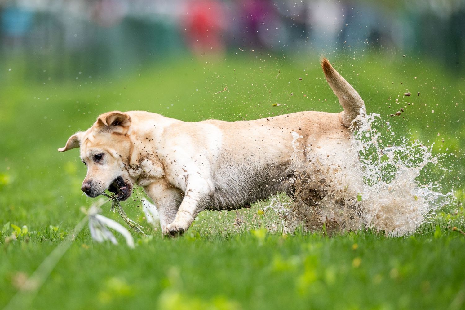 Golden Labrador dog splashing through muddy water while running on green grass.