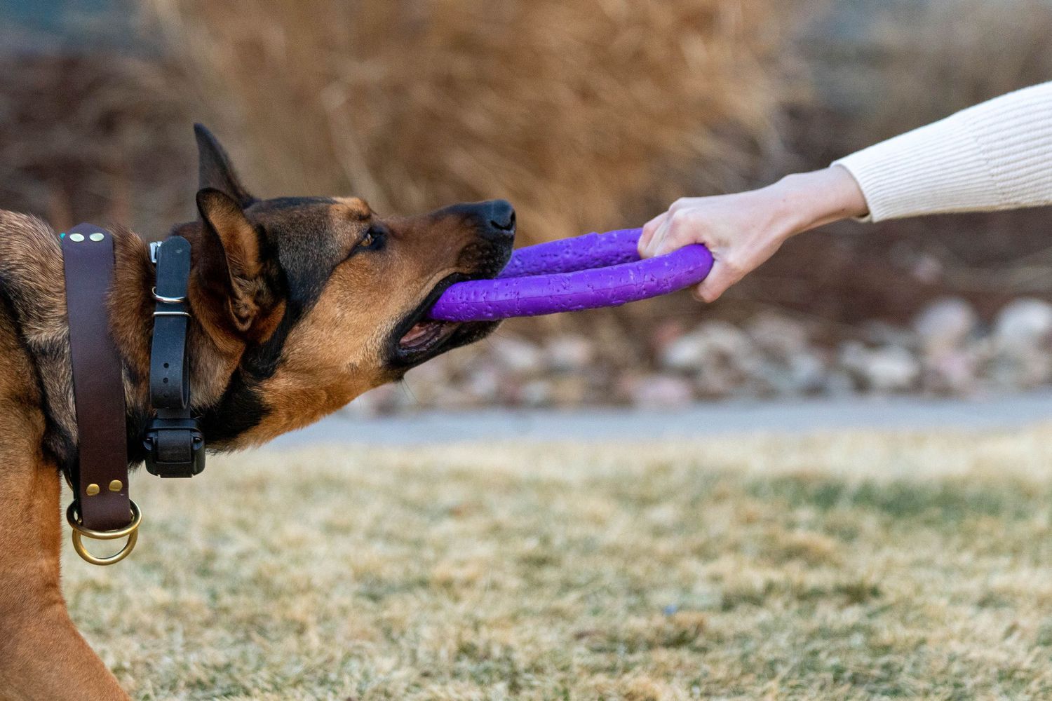 German Shepherd mixed breed dog playing tug-of-war with a purple toy held by a person outdoors.