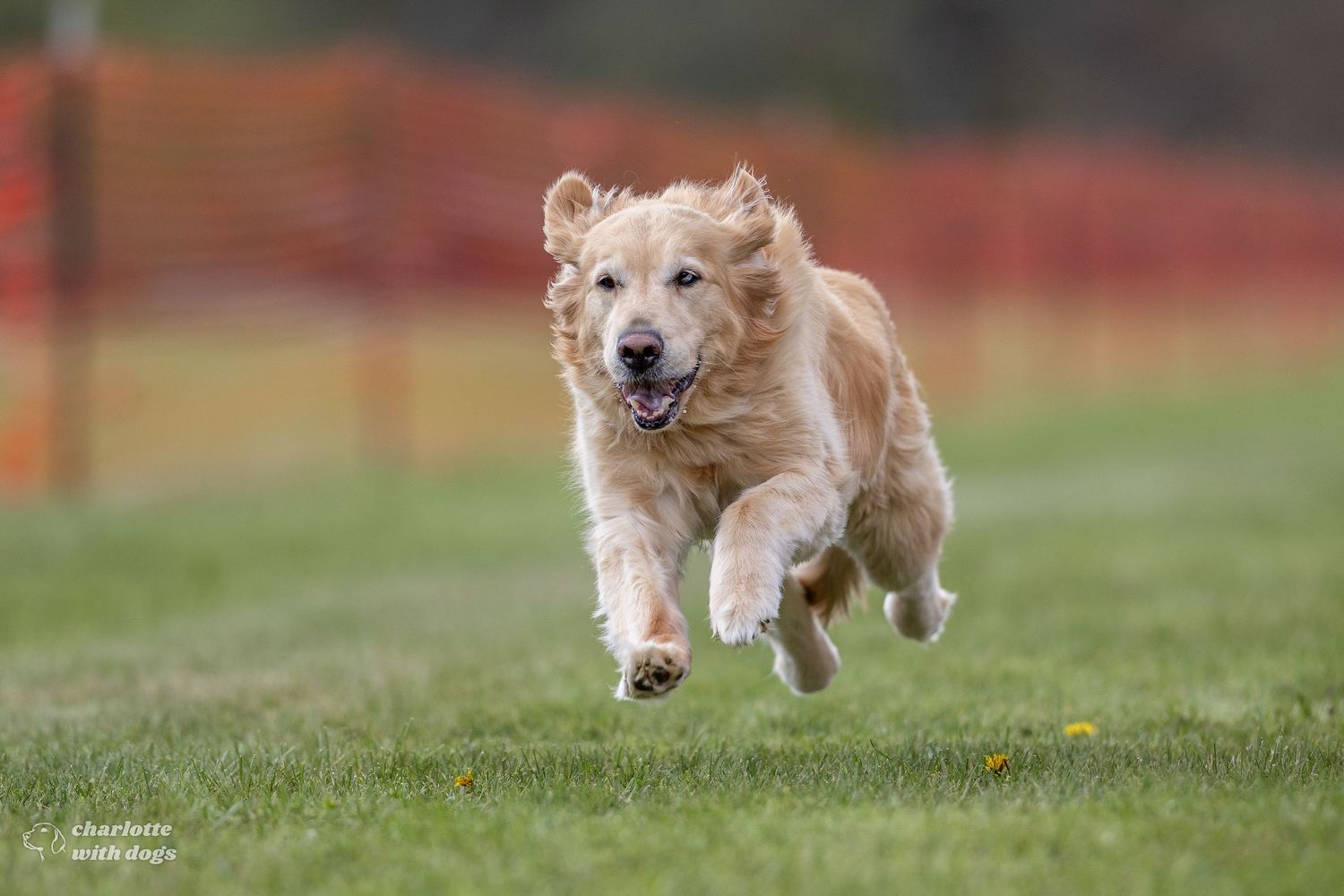 A Golden Retriever joyfully running across green grass, all four paws off the ground, during a Fast CAT event.