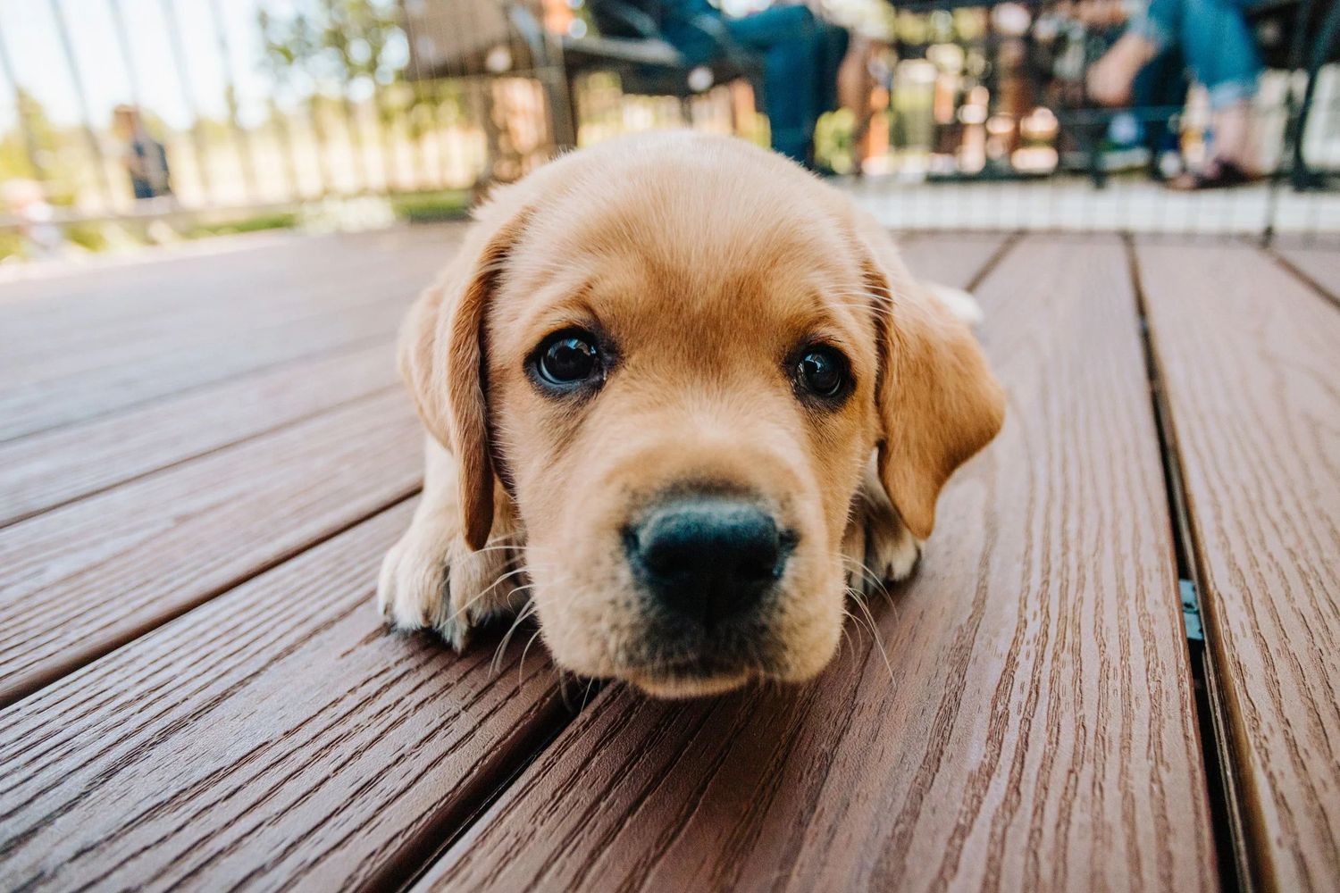 An adorable golden Labrador puppy lying on a wooden deck looking up with big brown eyes.
