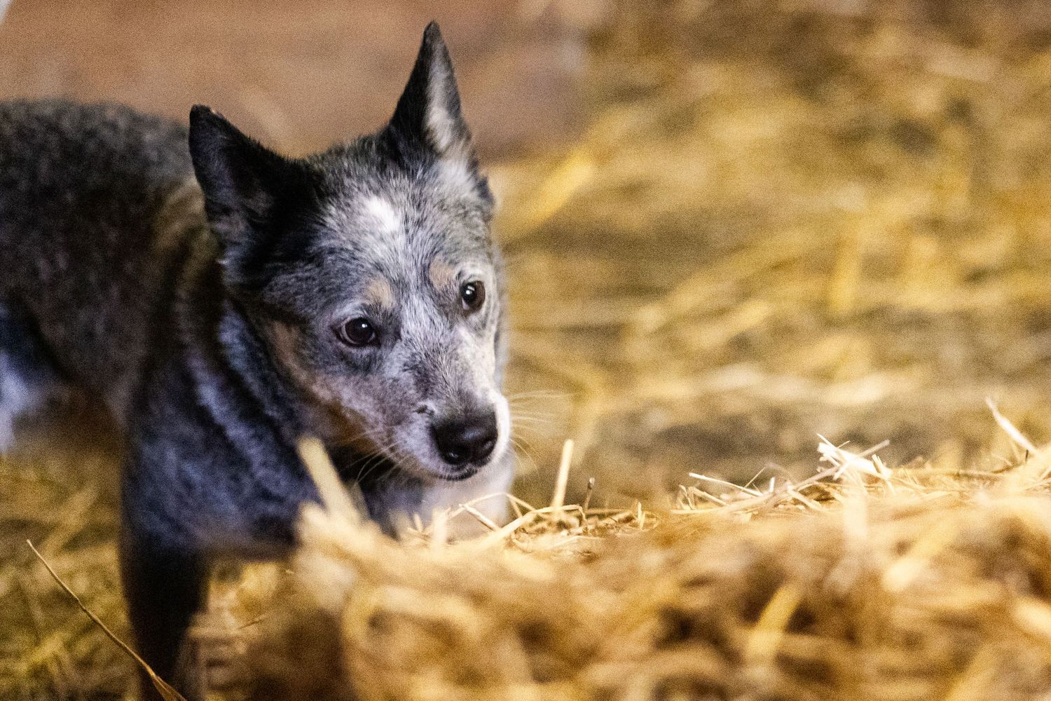 An Australian Cattle Dog searching straw for a rat during a Barn Hunt trial.