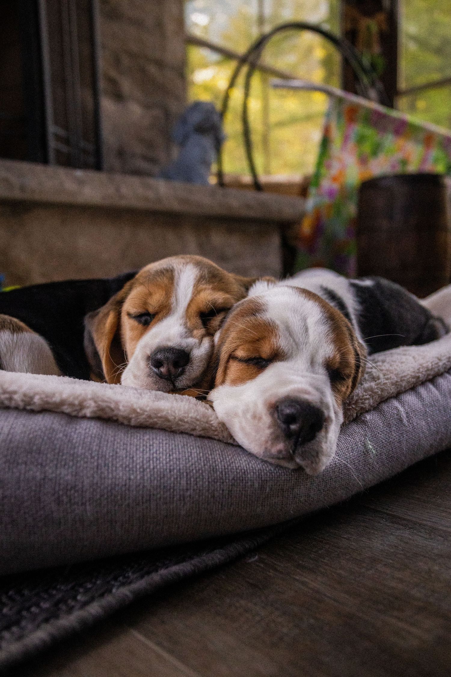 Two sleepy Beagle puppies cuddled together napping on a cozy gray dog bed on a porch.