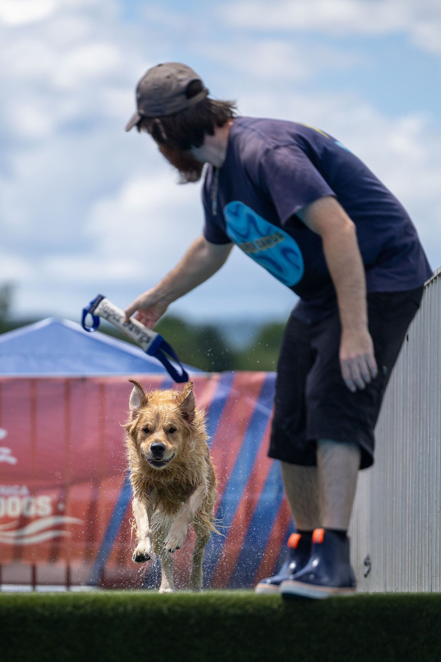 Wet golden dog runs on turf as handler reaches out during an outdoor dock diving competition on a cloudy day.