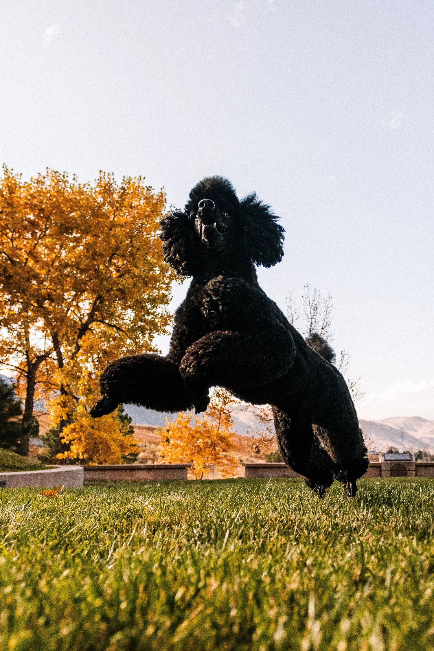 Black miniature poodle jumping mid-air in park with autumn trees in background.