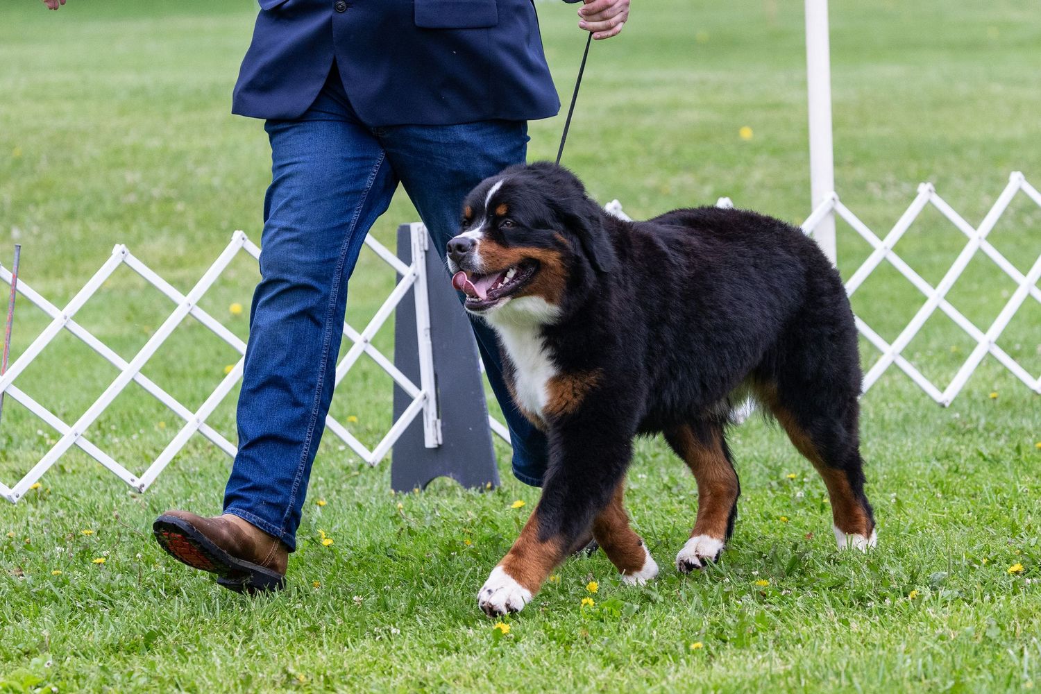 A Bernese Mountain Dog walking beside a handler in a blue suit at an outdoor dog show.