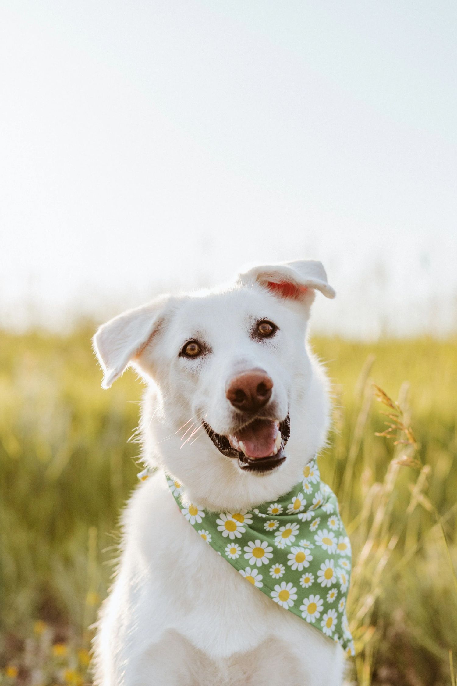 A happy white dog wearing a floral green bandana sitting in a sunny green meadow.