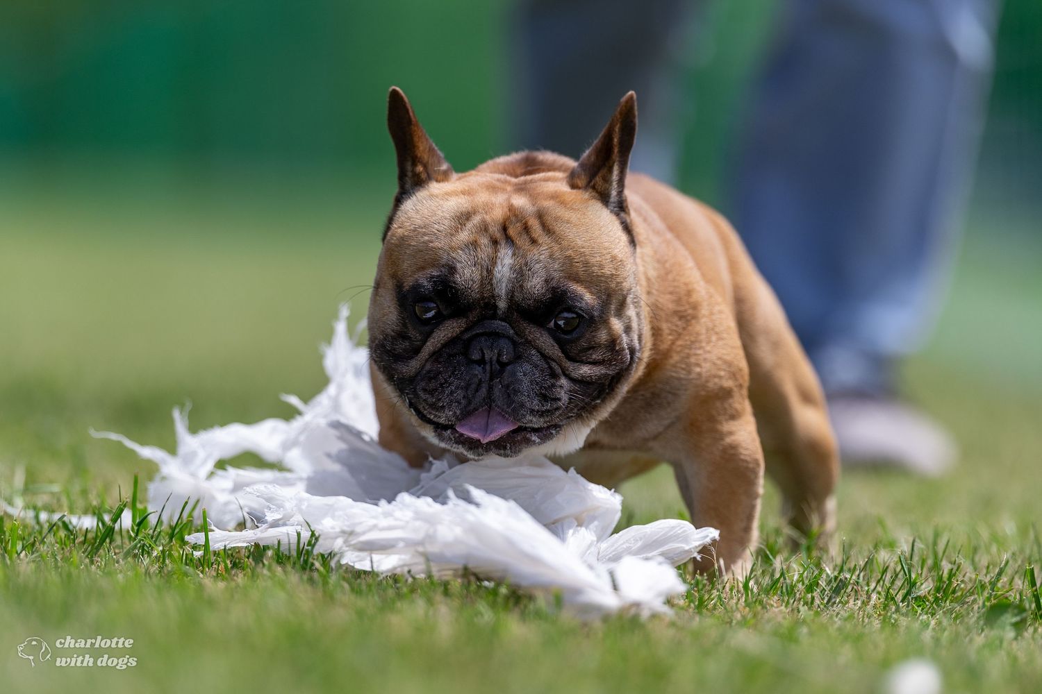 A brown French Bulldog pounces on a white plastic bag lure during a Fast CAT event held on grass.