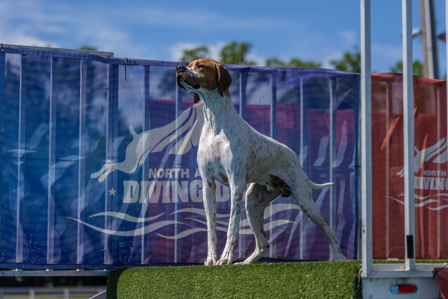 An English Pointer dog stands alert on a platform at a North American Diving Dogs competition with a colorful banner backdrop.