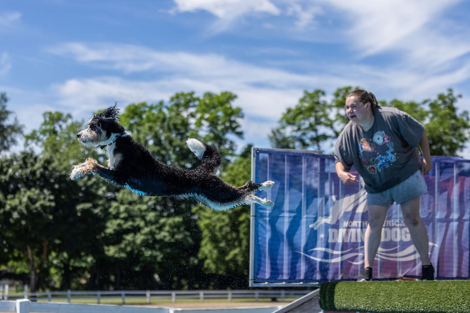 A woman throws a toy for an Aussiedoodle dog who jumps off the dock diving dock after the toy.
