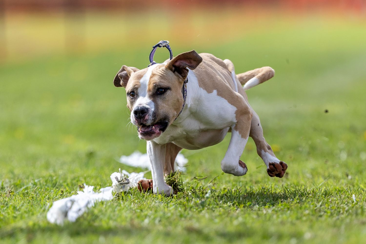 A energetic brown and white Staffordshire Bull Terrier runs playfully across a green grass field outdoors during a Fast CAT event.